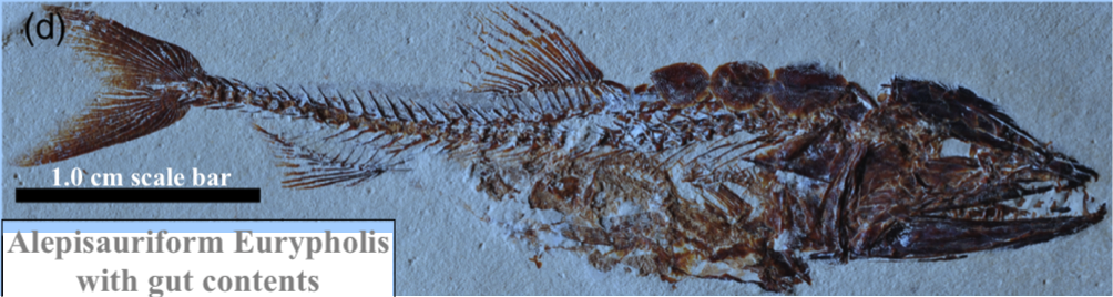 Talk – (Provisional Title) How the famous fish beds of Lebanon have informed on life and evolution in the Cretaceous