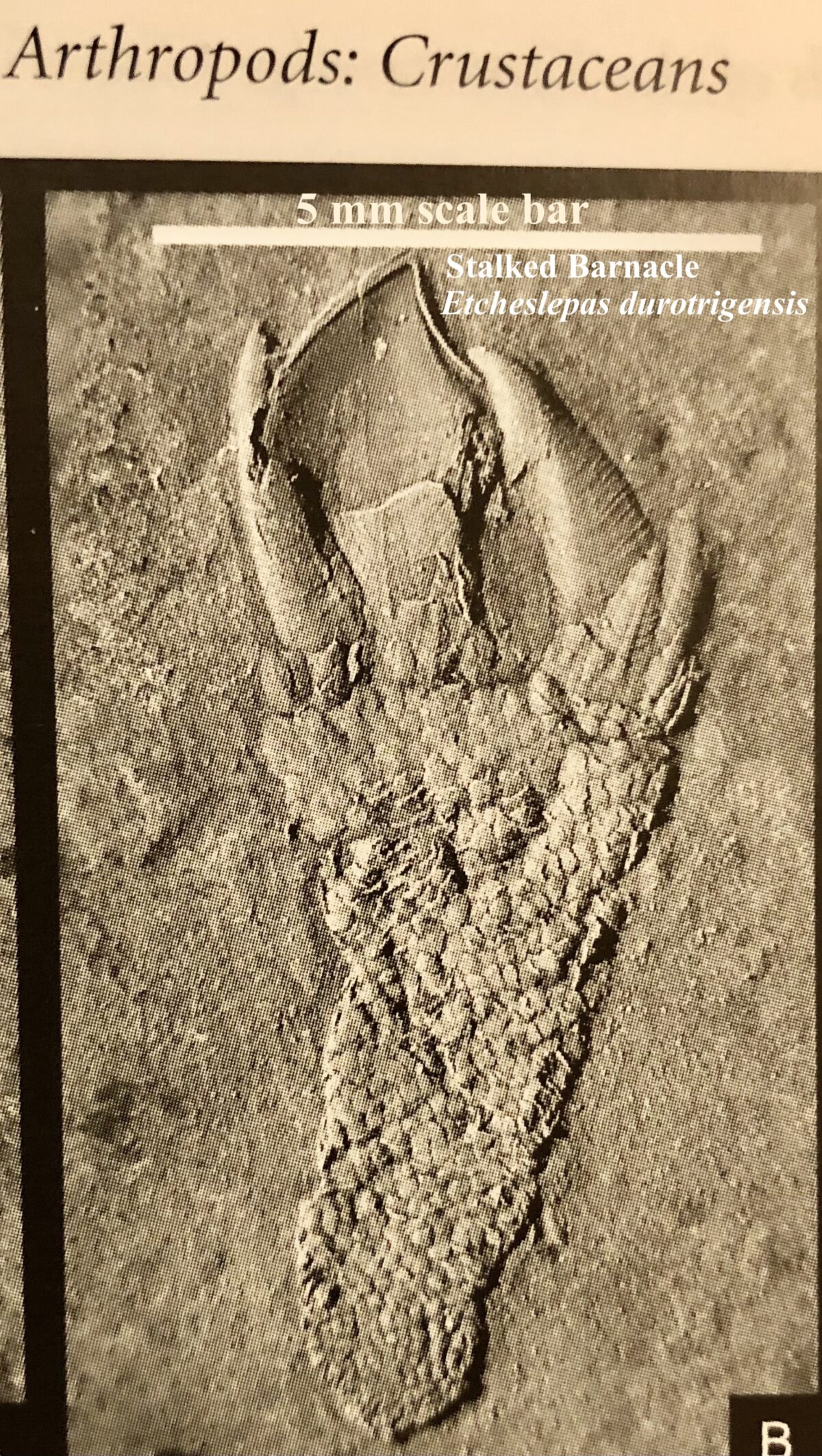 Talk -Darwin’s “beloved barnacles”; solving evolutionary problems with fossils.
