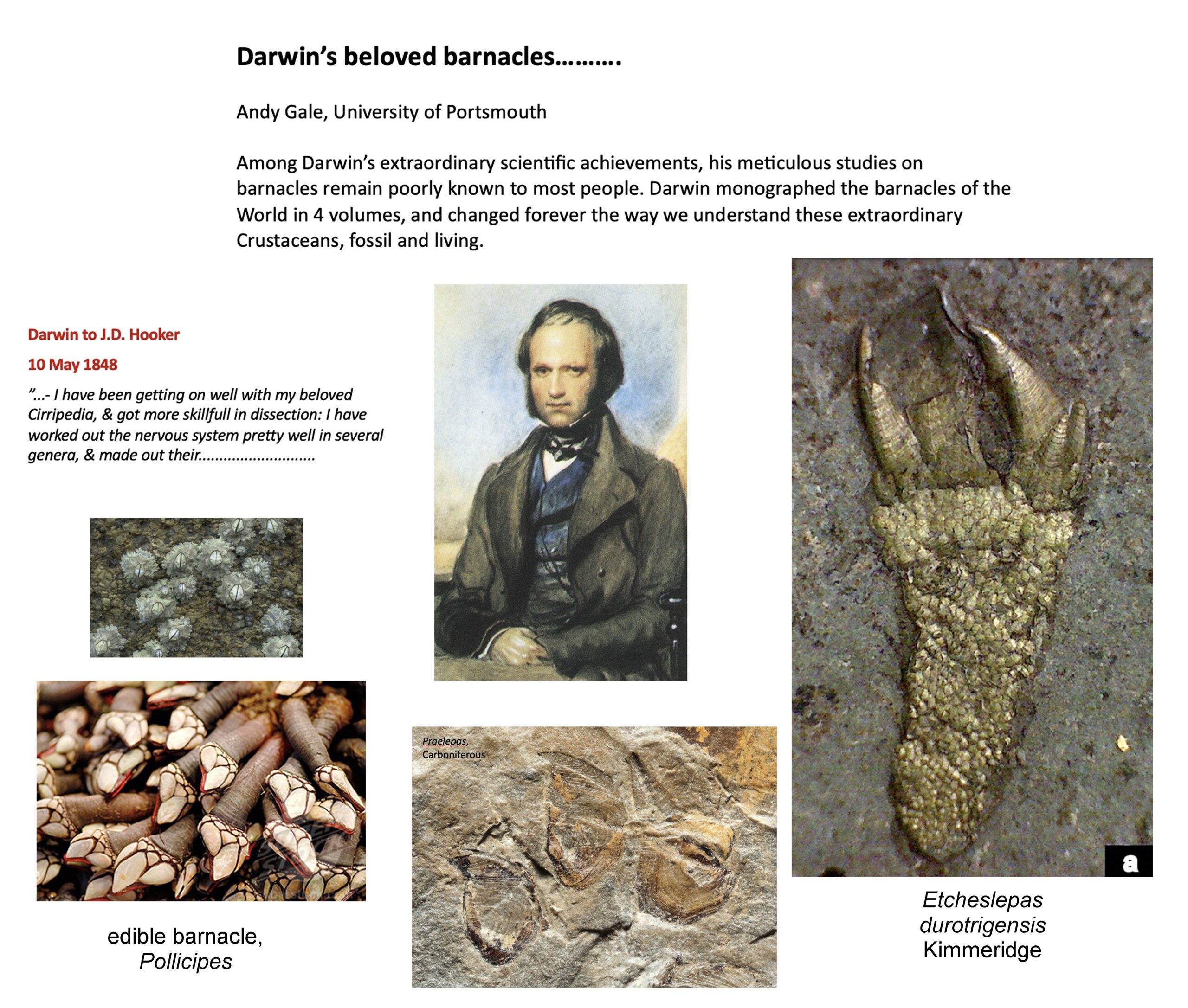 Talk -Darwin’s “beloved barnacles”; solving evolutionary problems with fossils.