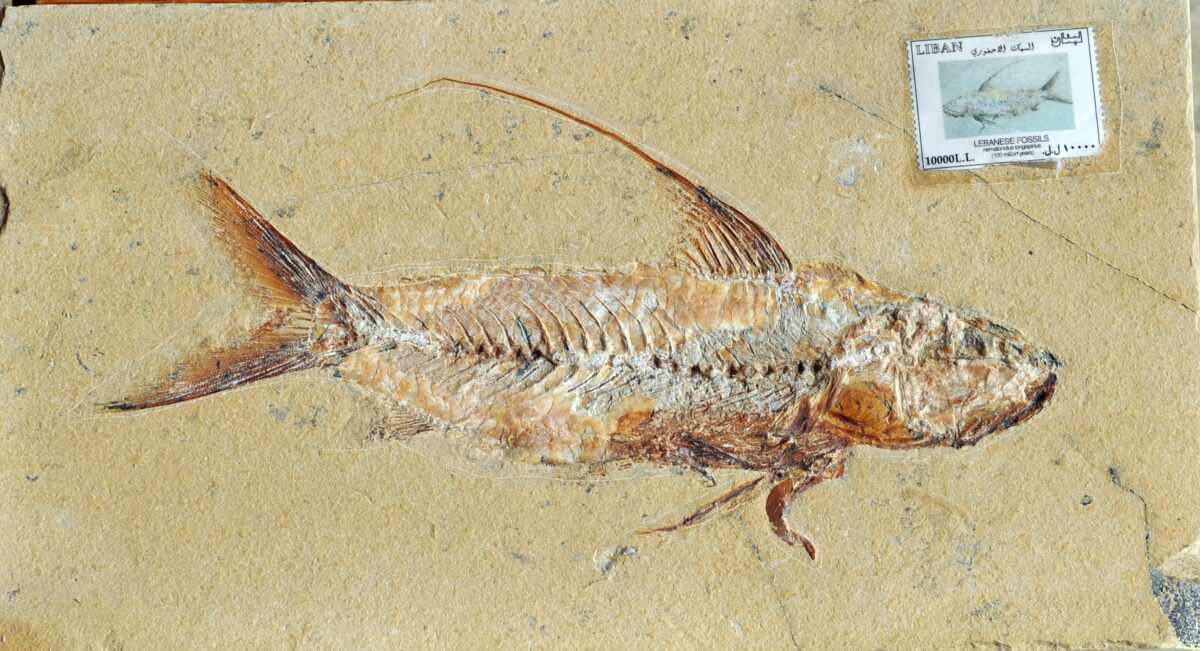 Talk -How the famous fish beds of Lebanon have informed on life and evolution in the Cretaceous (provisional title)